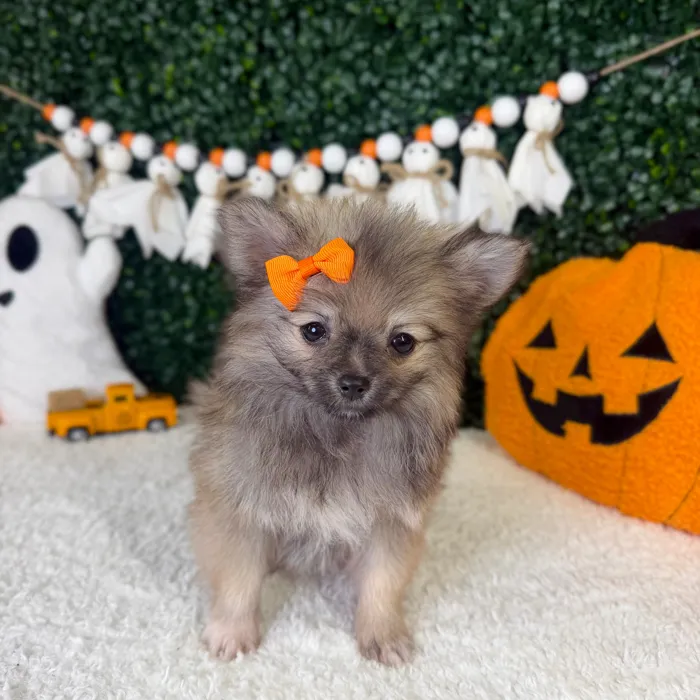 Female Pomeranian puppy named Ivy for sale at Puppy Dreams - Garland.