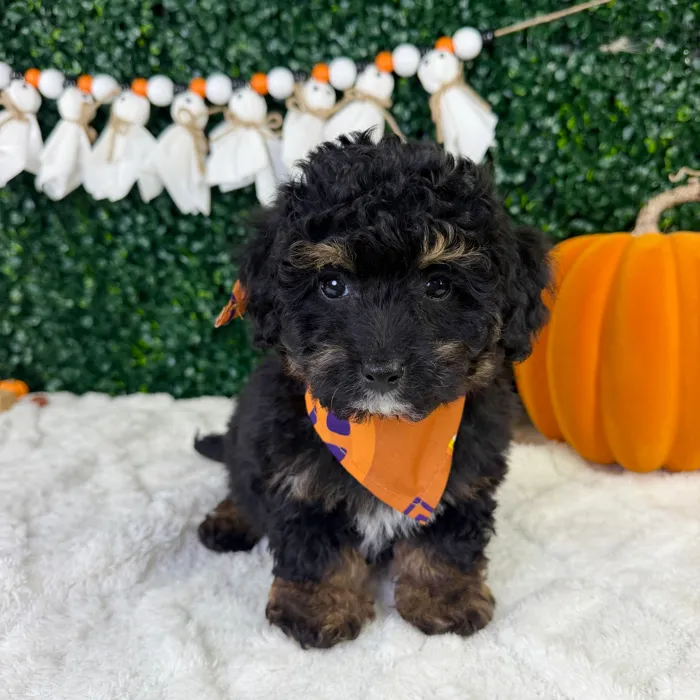 Male Cavapoo puppy named Louis for sale at Puppy Dreams - Garland.