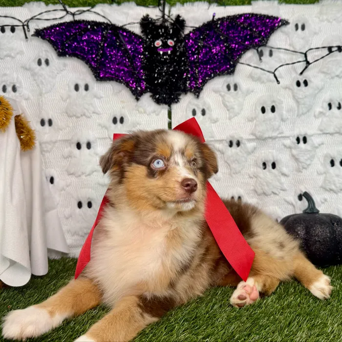 Female Mini Aussie puppy named Pixel for sale at Puppy Dreams - Carrollton.