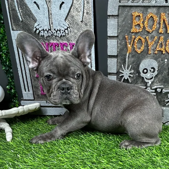 Female French Bulldog puppy named *Lydia* for sale at Puppy Dreams - Mansfield.