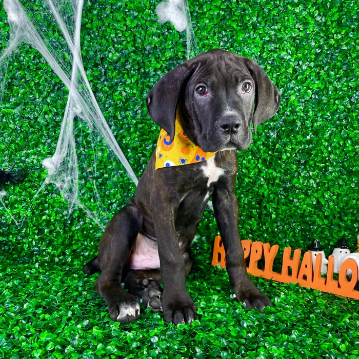 Male Cane Corso puppy named Kobe for sale at Puppy Dreams - North Richland Hills.