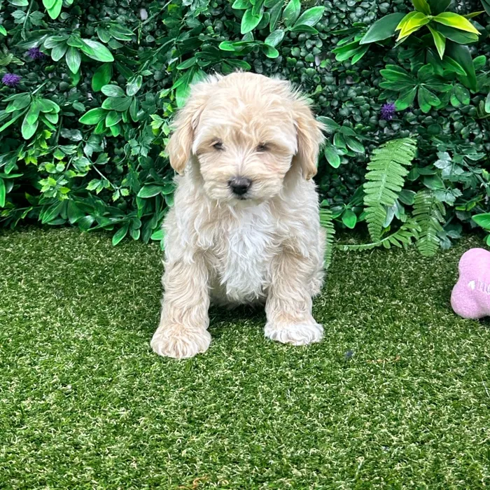 Female Maltipoo puppy named Meadow for sale at Puppy Dreams - Parks Mall.