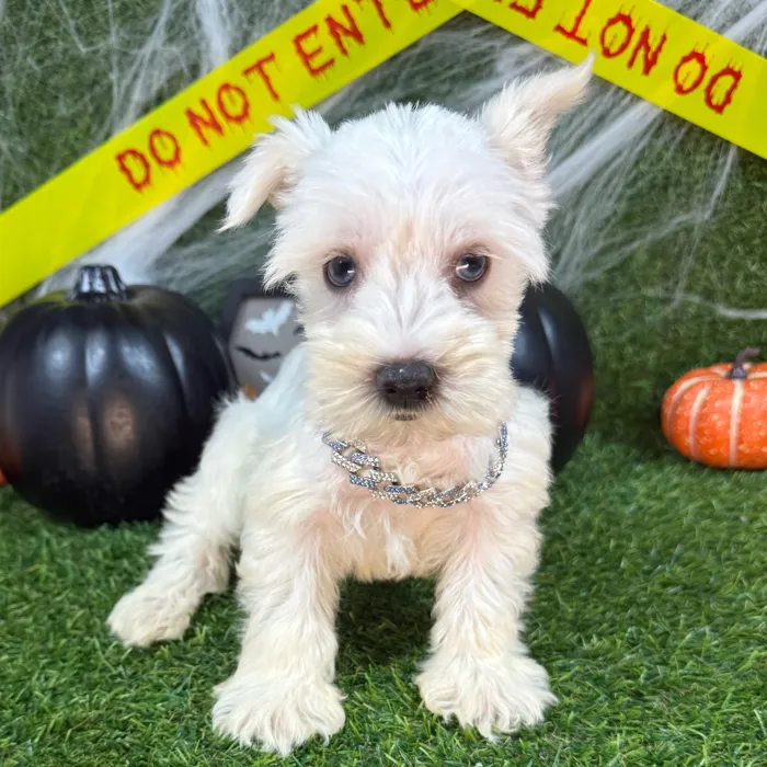 Male Mini Schnauzer puppy named Chief for sale at Puppy Dreams - Arlington.