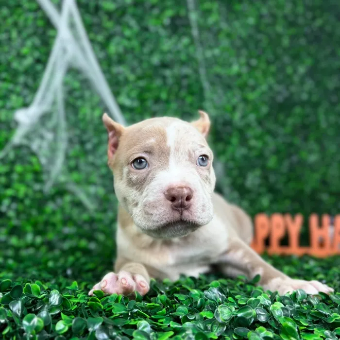 Male American Bully puppy named Hercules for sale at Puppy Dreams - North Richland Hills.