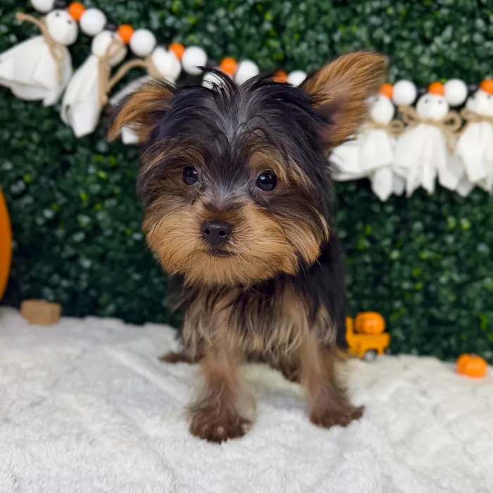 Male Yorkie puppy named Ranger for sale at Puppy Dreams - Garland.