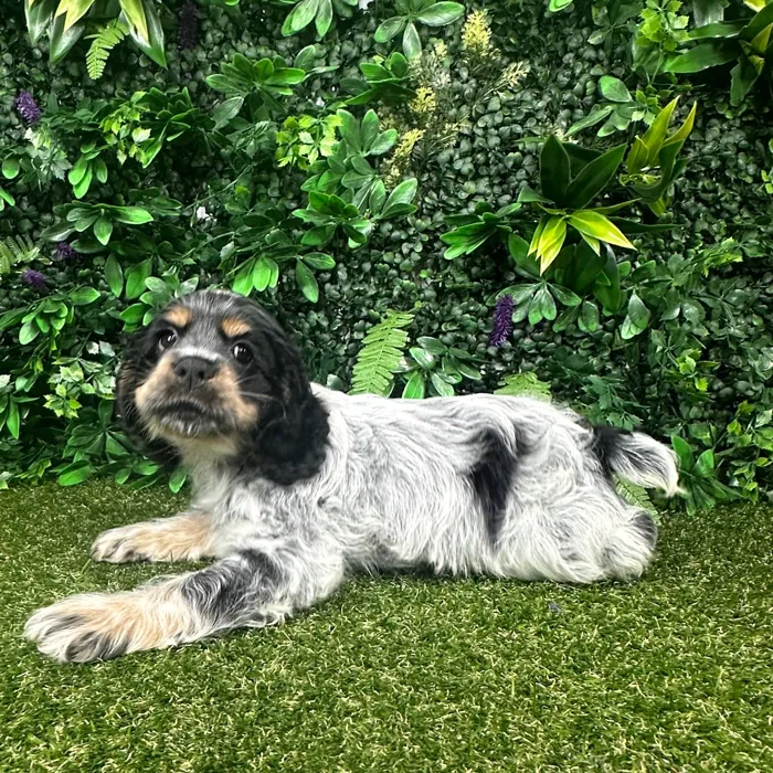 Female Cocker Spaniel puppy named Sadie for sale at Puppy Dreams - Parks Mall.