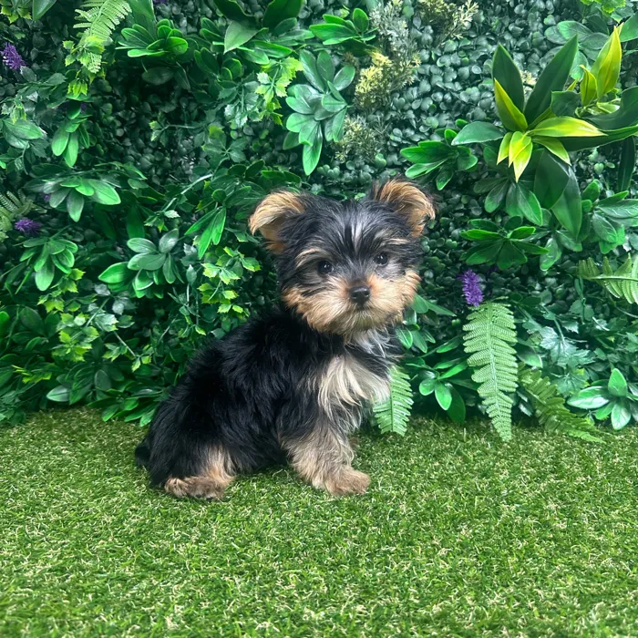 Male Yorkie puppy named Baxter for sale at Puppy Dreams - Parks Mall.