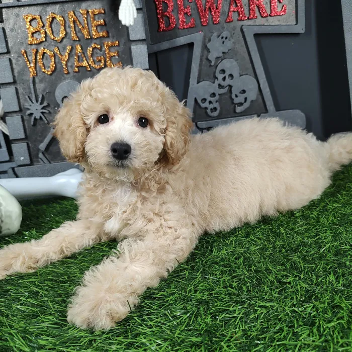 Male Bichon-Poodle puppy named Chucky for sale at Puppy Dreams - Mansfield.