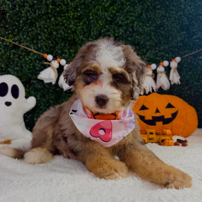 Female Bernedoodle Mini puppy named Mimi for sale at Puppy Dreams - Garland.