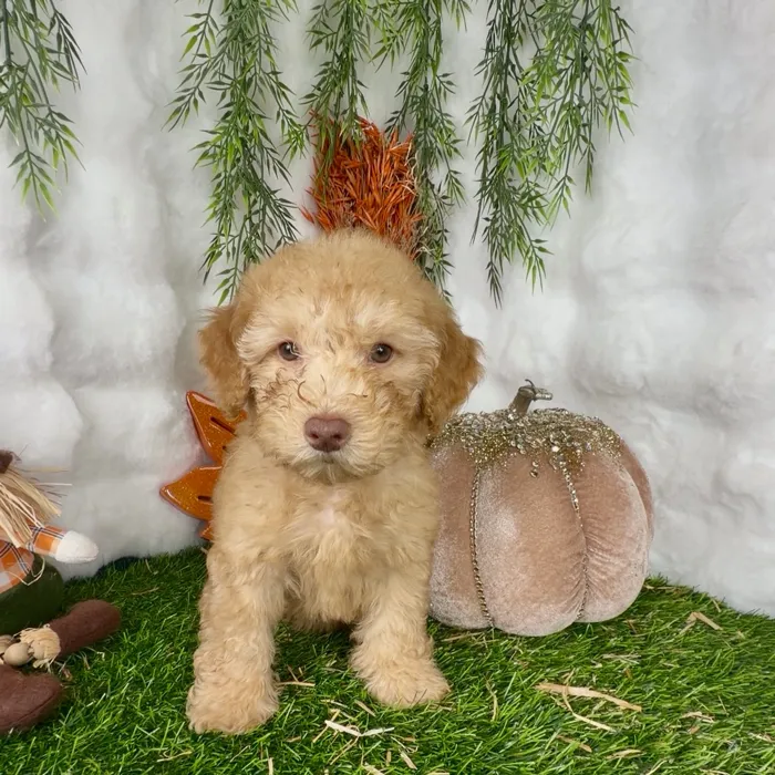 Male Mini Poodle puppy named Max for sale at Puppy Dreams - Denton.