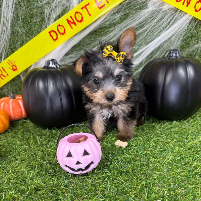 Female Yorkie puppy named Lucy for sale at Puppy Dreams - Arlington.