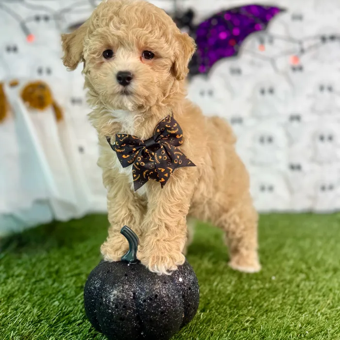 Male Maltipoo puppy named Tater for sale at Puppy Dreams - Carrollton.