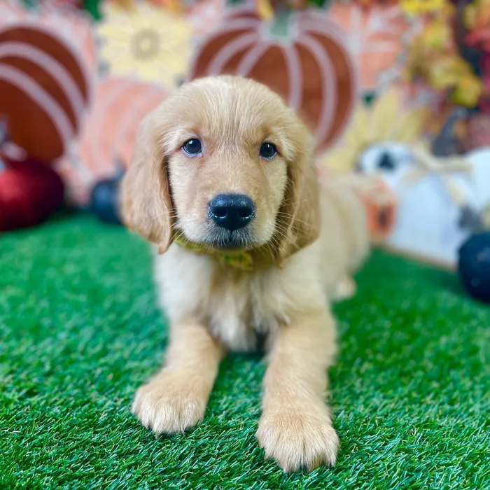 Male Golden Retriever puppy named Cooper for sale at Puppy Dreams - Carrollton.