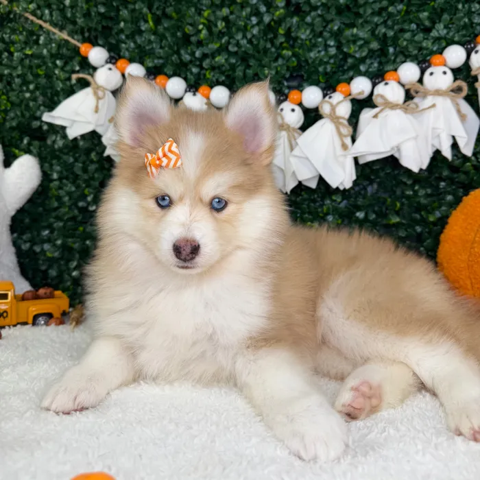 Female Pomsky puppy named Lovey for sale at Puppy Dreams - Garland.