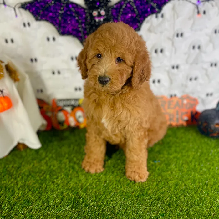 Male Mini Goldendoodle puppy named Niko for sale at Puppy Dreams - Carrollton.