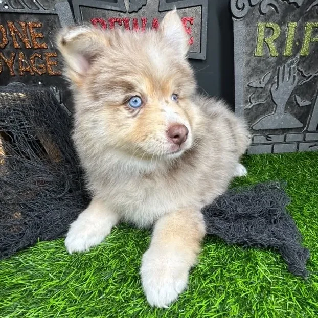Female Pomsky puppy named *Claudia* for sale at Puppy Dreams - Mansfield.