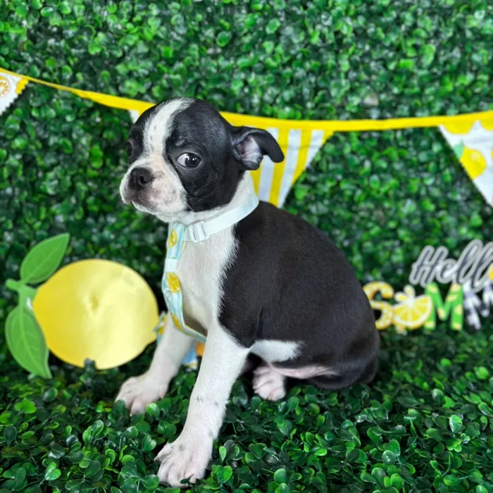 Male Boston Terrier puppy named Cash for sale at Puppy Dreams - North Richland Hills.