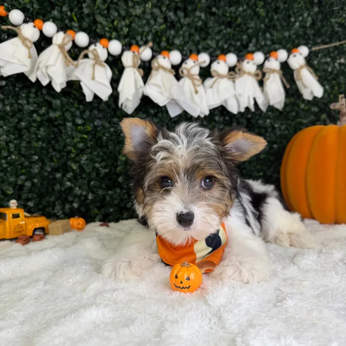 Male Parti Yorkie puppy named Bluey for sale at Puppy Dreams - Garland.