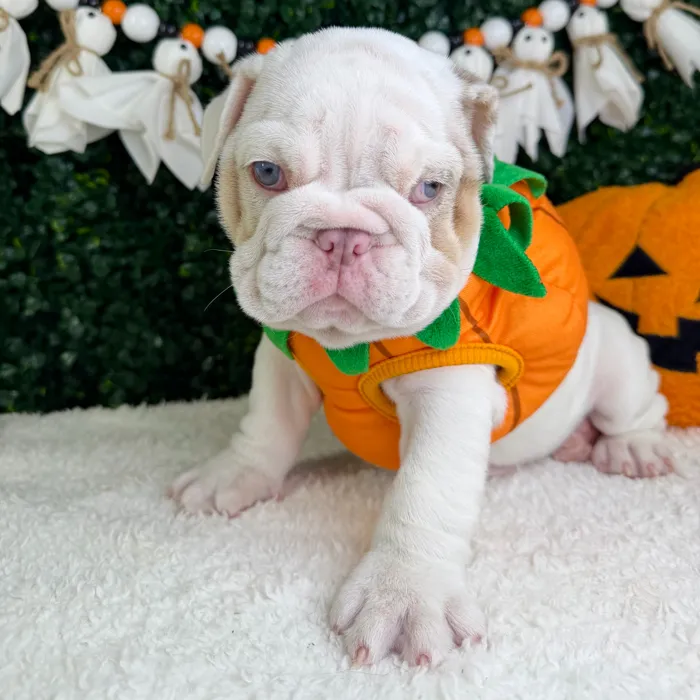 Female English Bulldog puppy named Mama for sale at Puppy Dreams - Garland.