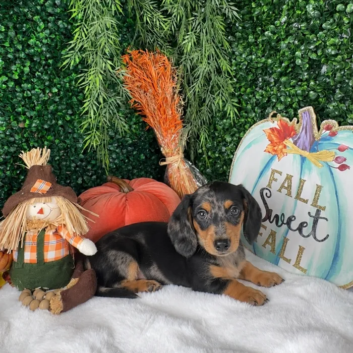 Male Dachshund puppy named Edward for sale at Puppy Dreams - Denton.