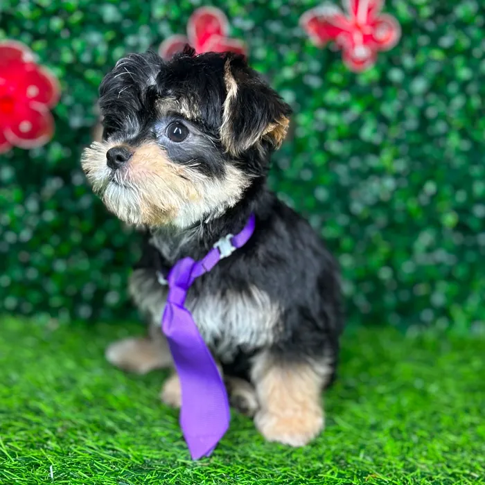 Male Morkie puppy named *Phil* for sale at Puppy Dreams - Mansfield.