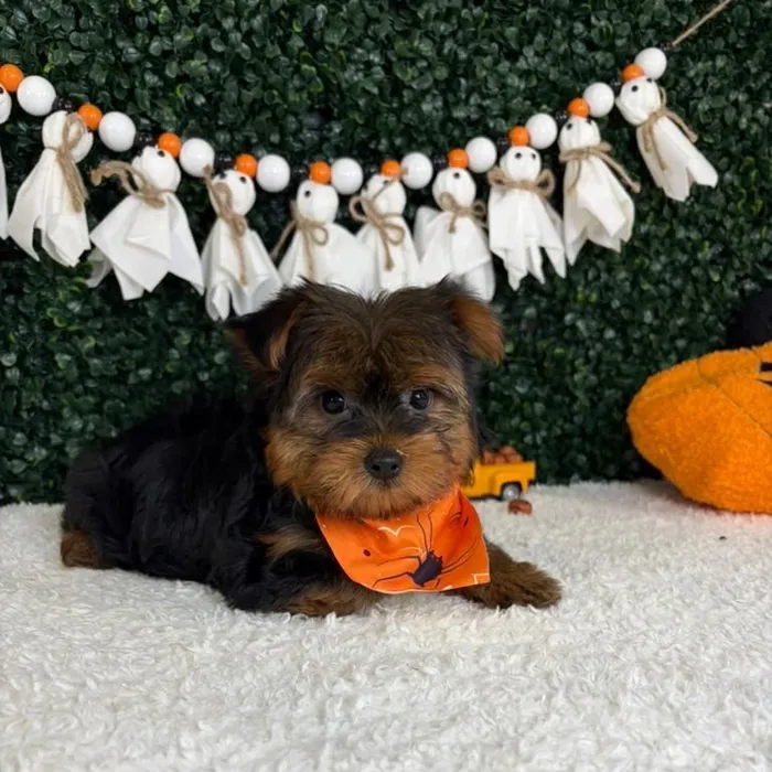 Male Yorkie puppy named Binx for sale at Puppy Dreams - Garland.