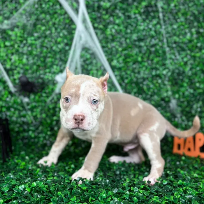 Male American Bully puppy named Hercules for sale at Puppy Dreams - North Richland Hills.