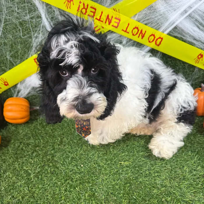 Male Cockapoo puppy named Pumpkin for sale at Puppy Dreams - Arlington.