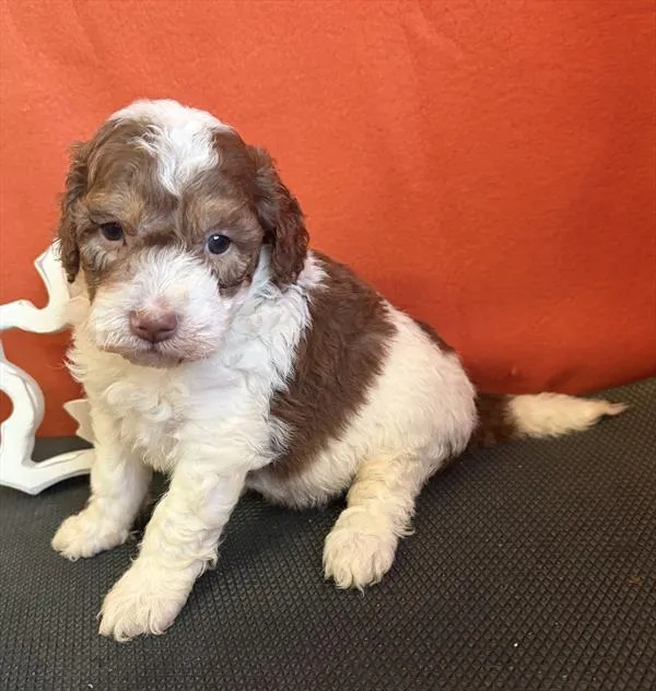Female Bernedoodle puppy named Anise for sale at Puppy Dreams - Mansfield.