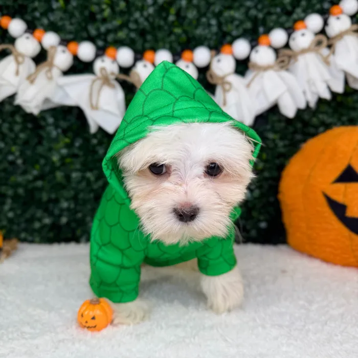 Male Malshi puppy named Archie for sale at Puppy Dreams - Garland.