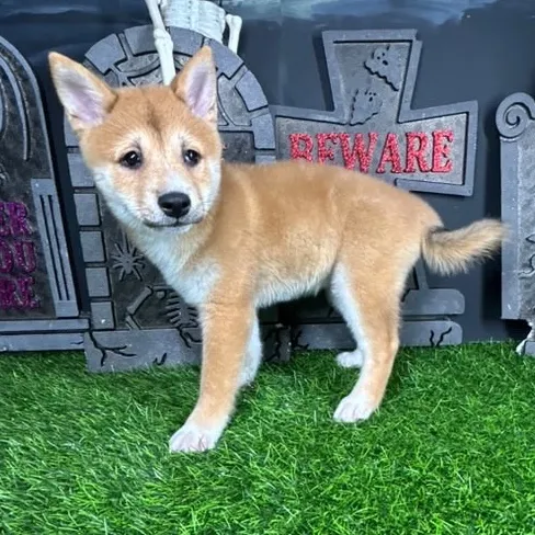 Male Shiba Inu puppy named *Gizmo* for sale at Puppy Dreams - Mansfield.