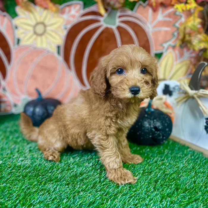 Male Mini Goldendoodle puppy named Buster for sale at Puppy Dreams - Carrollton.