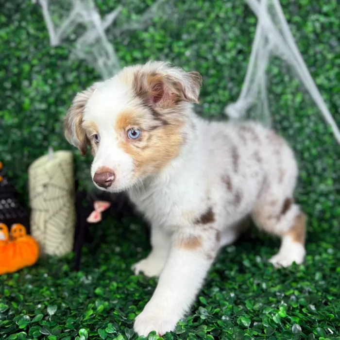 Female Mini Aussie puppy named April for sale at Puppy Dreams - North Richland Hills.