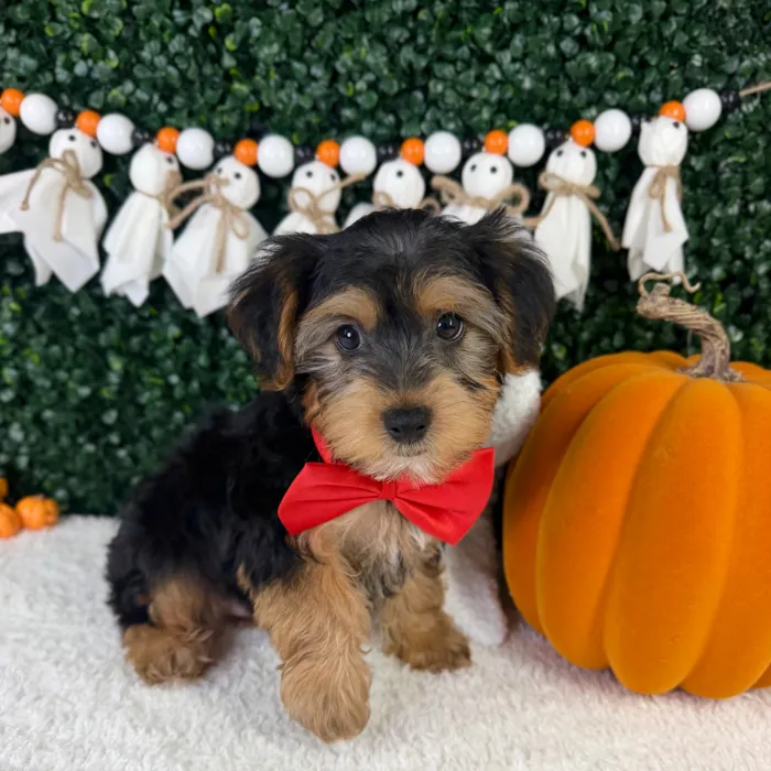 Male Yorkie-Poo puppy named Tobi for sale at Puppy Dreams - Garland.