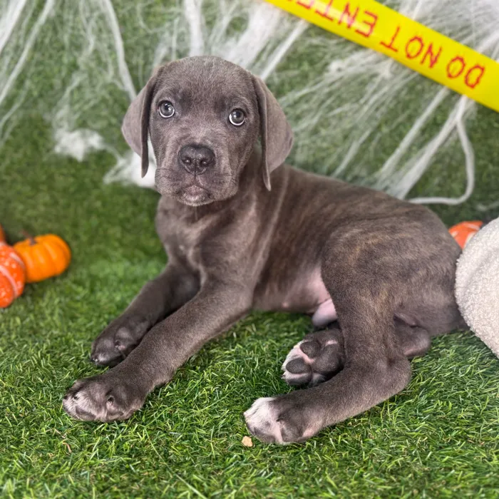 Male Cane Corso puppy named Titan for sale at Puppy Dreams - Arlington.