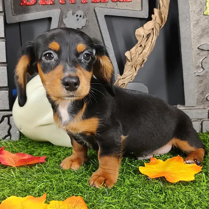 Male Dachshund puppy named Jason for sale at Puppy Dreams - Mansfield.