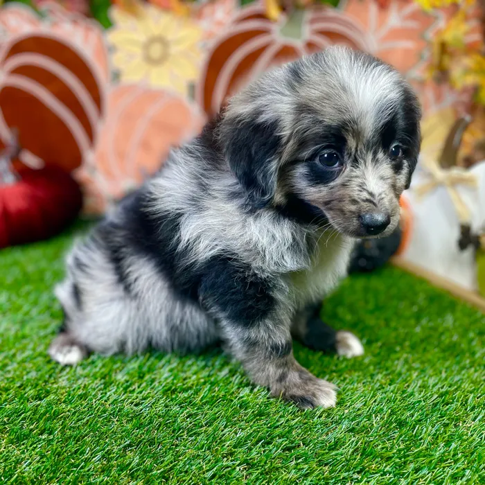 Male Mini Aussiedoodle puppy named Sammie for sale at Puppy Dreams - Carrollton.