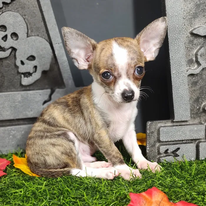 Male Chihuahua puppy named Saffron for sale at Puppy Dreams - Mansfield.