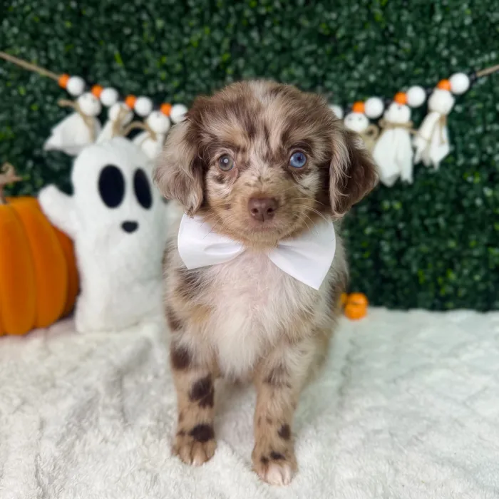 Male Mini Aussiedoodle puppy named Hershey for sale at Puppy Dreams - Garland.