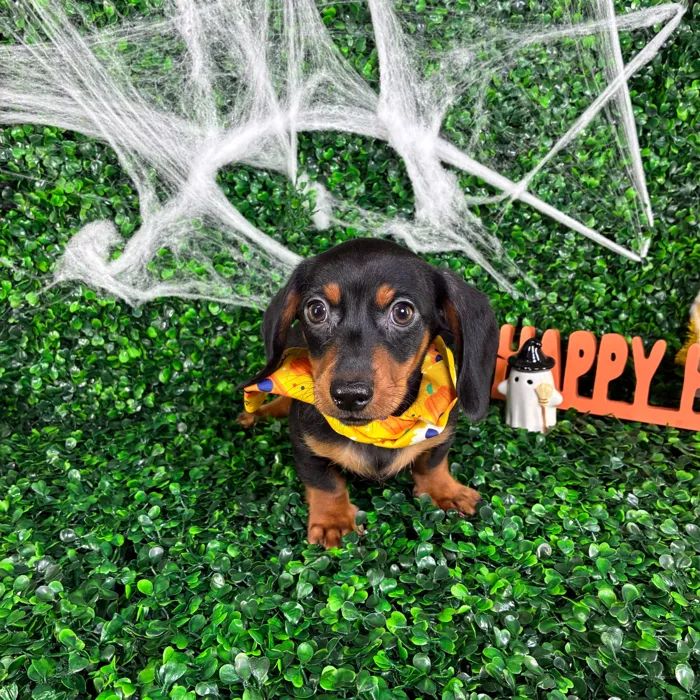 Male Dachshund puppy named Slinky for sale at Puppy Dreams - North Richland Hills.