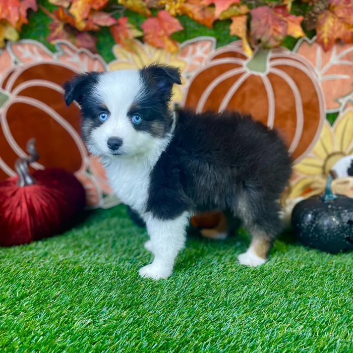 Male Mini Aussie puppy named River for sale at Puppy Dreams - Carrollton.