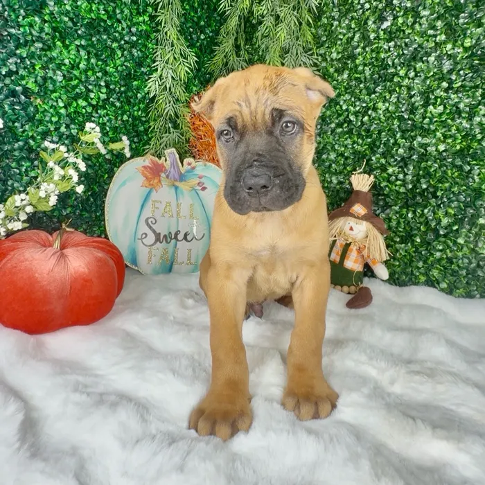 Male Cane Corso puppy named Dracula for sale at Puppy Dreams - Denton.