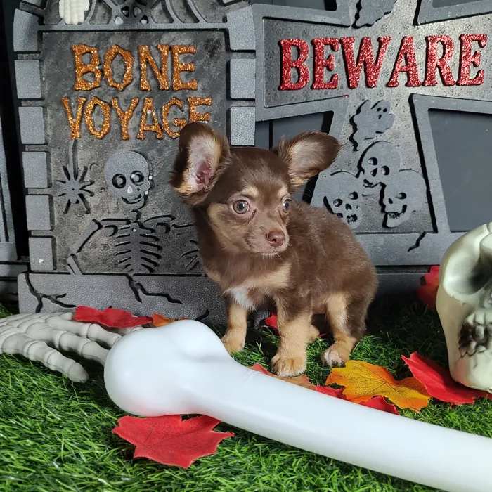 Female Chihuahua puppy named *Whitney* for sale at Puppy Dreams - Mansfield.