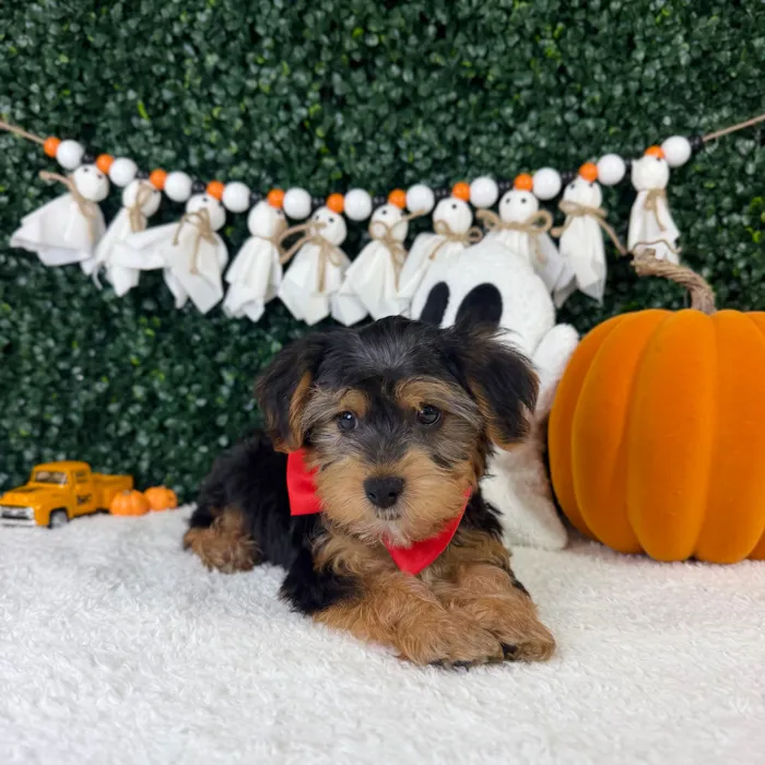 Male Yorkie-Poo puppy named Tobi for sale at Puppy Dreams - Garland.