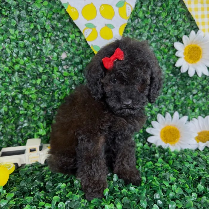 Female Toy Poodle puppy named Maya for sale at Puppy Dreams - North Richland Hills.