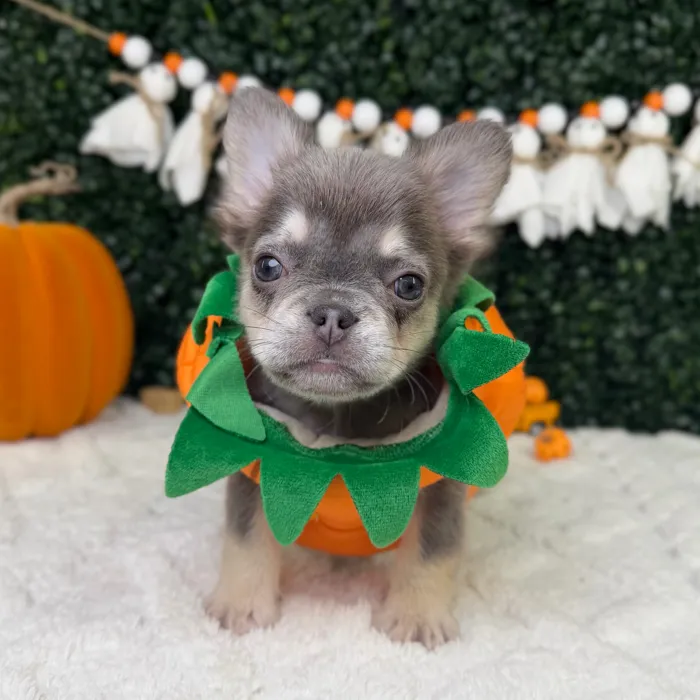 Male Fluffy French Bulldog puppy named Ghost for sale at Puppy Dreams - Garland.