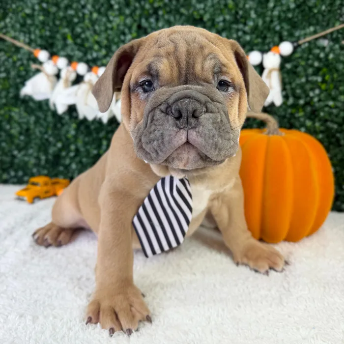 Male English Bulldog puppy named Chief for sale at Puppy Dreams - Garland.
