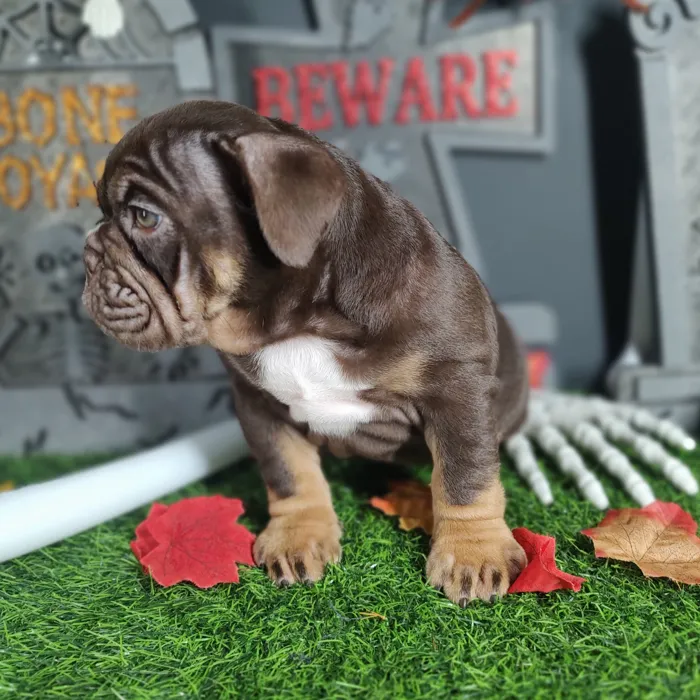 Female English Bulldog puppy named *Aretha* for sale at Puppy Dreams - Mansfield.