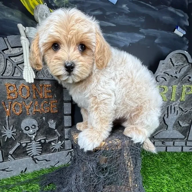Male Maltipoo puppy named *Lestat* for sale at Puppy Dreams - Mansfield.