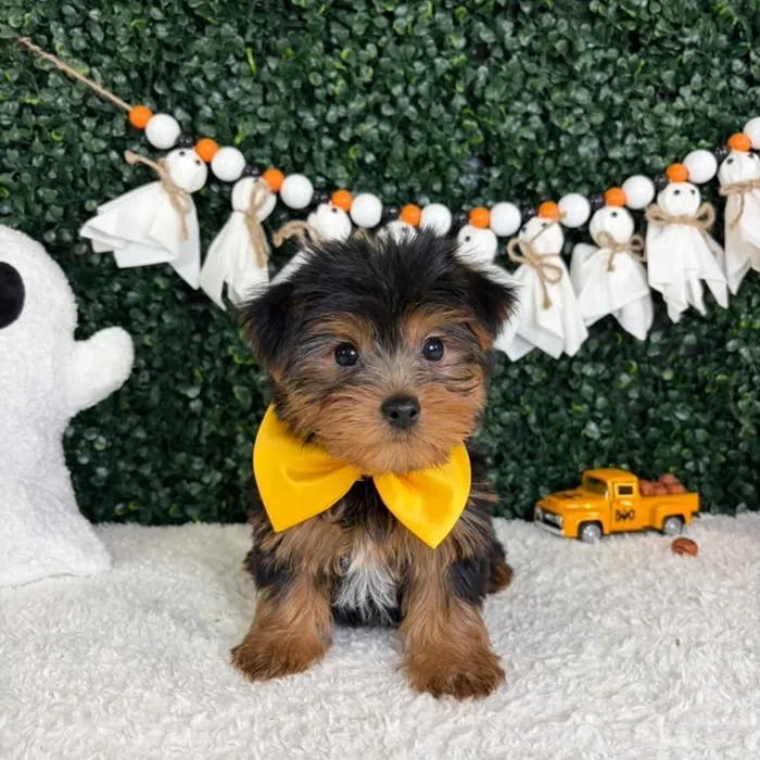 Male Yorkie puppy named Myers for sale at Puppy Dreams - Garland.